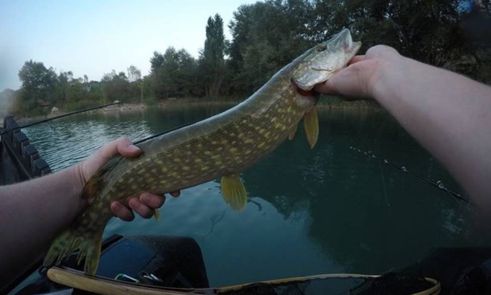 Fermeture de la pêche au brochet 2026