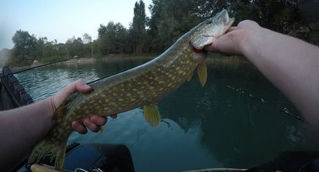 Fermeture de la pêche pour le brochet 2024