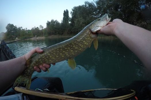 Fermeture de la pêche au brochet 2026